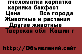 пчеломатки карпатка карника бакфаст F-1 › Цена ­ 800 - Все города Животные и растения » Другие животные   . Тверская обл.,Кашин г.
